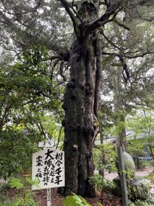 松山市指定天然記念物のクヌギビャクシン
